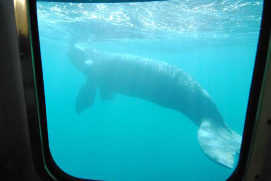 Avistaje de ballenas submarino